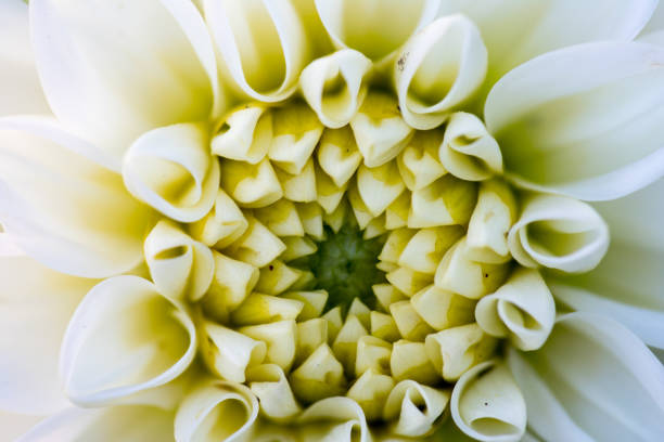 shot using sigma 180mm f2.8 macro lense