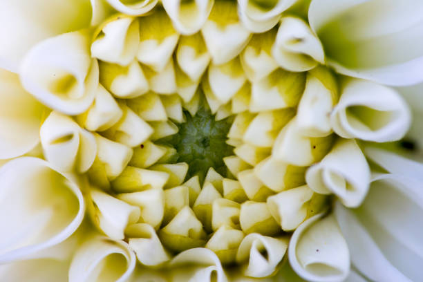 istock abstract macro colors of flowers 831212630