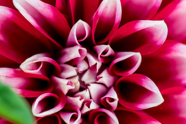 istock abstract macro colors of flowers 831212920