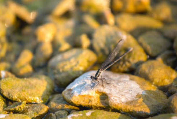 Dragonfly Resting on River Rock on a Sunny Day