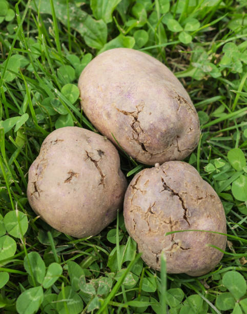 istock Potato tubers infected with bacterial decay 831216172