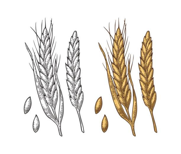 ucho pszenicy, jęczmienia i słodu zbożowego. wektor vintage grawerowane ilustracji. - barley grass illustrations stock illustrations