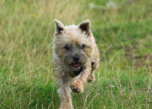istock cute cairn terrier dog playing running close up fun 831225866