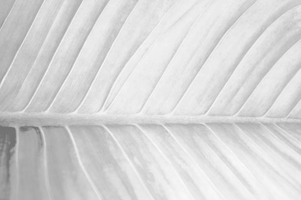 istock Grey with black and white color texture pattern abstract background can be use as wall paper screen saver brochure cover page or for presentation background also have copy space for text. 831226916