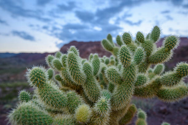 istock Jumping Cholla Cactus at southern desert 831227004