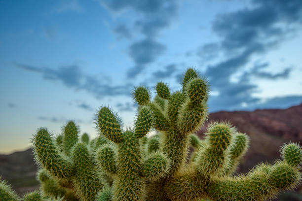 istock Jumping Cholla Cactus at southern desert 831227006