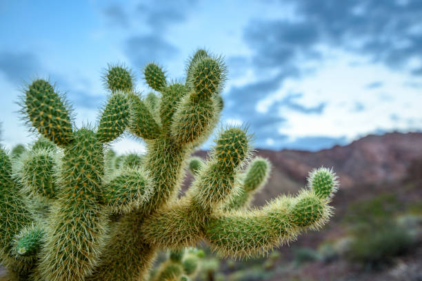 istock Jumping Cholla Cactus at southern desert 831227028