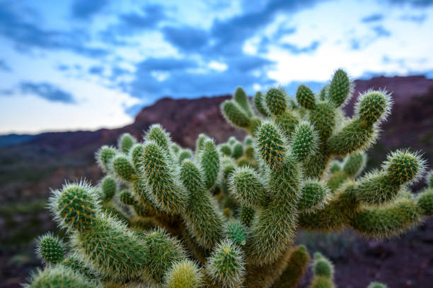 istock Jumping Cholla Cactus at southern desert 831227030