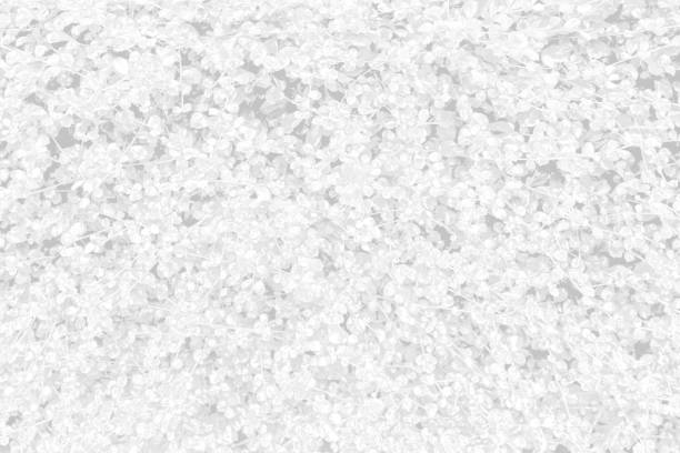 istock Grey with black and white color texture pattern abstract background can be use as wall paper screen saver brochure cover page or for presentation background also have copy space for text. 831229232