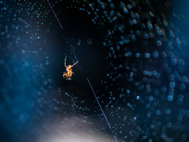 teia de aranha assustador assustador de halloween na web com orvalho sobre fundo azul - enfiada de peixes - fotografias e filmes do acervo