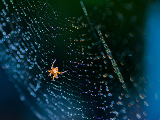 teia de aranha assustador assustador de halloween na web com orvalho sobre fundo azul - enfiada de peixes - fotografias e filmes do acervo