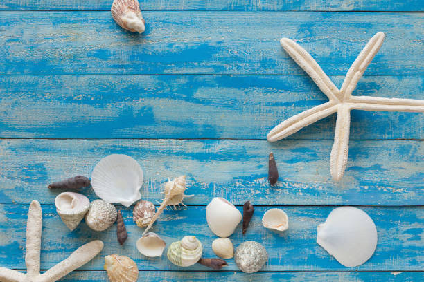 istock Sea star and shells on wooden blue background. Place for text. Top view. 831246066