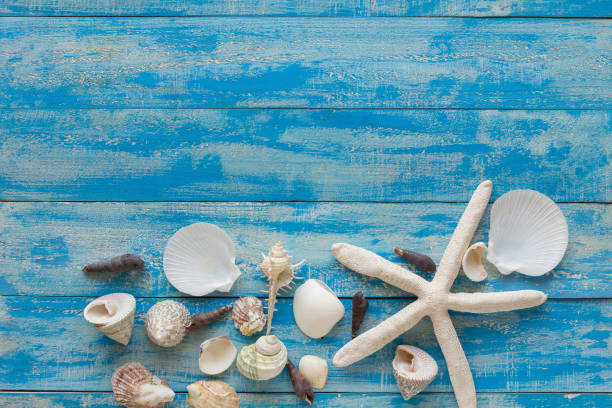 istock Sea star and shells on wooden blue background. Place for text. Top view. 831246070