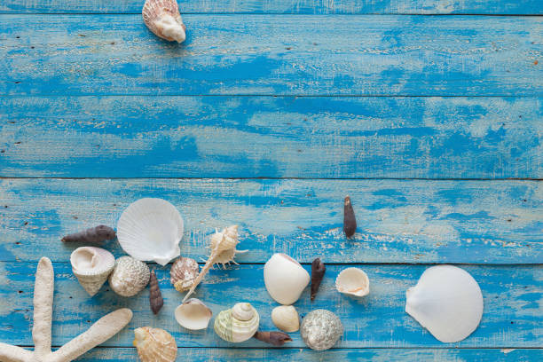 istock Sea star and shells on wooden blue background. Place for text. Top view. 831246072