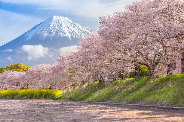 아름다운 산 푸지 및 sakura 벚꽃 - tree spring blossom mountain 뉴스 사진 이미지