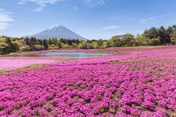 istock Mountain Fuji and pink moss field in spring season 831249700