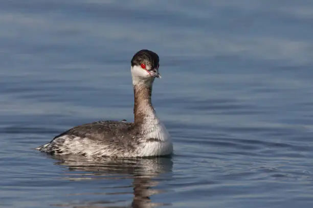 Partial side view of a Horned Grebe photographed swimming in Deep Bay, BC, Canada