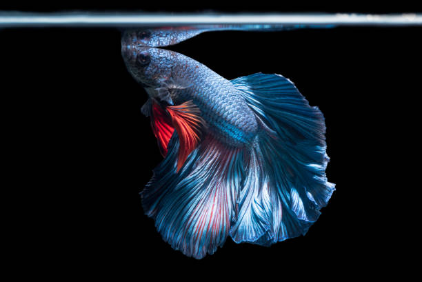 istock blue siamese fighting fish, betta splendens isolated on black background 831252994