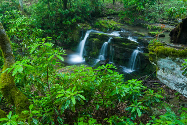 rhododendron & waterfalls, greenbrier, wielkie zadymione góry - tennessee waterfall stream forest zdjęcia i obrazy z banku zdjęć