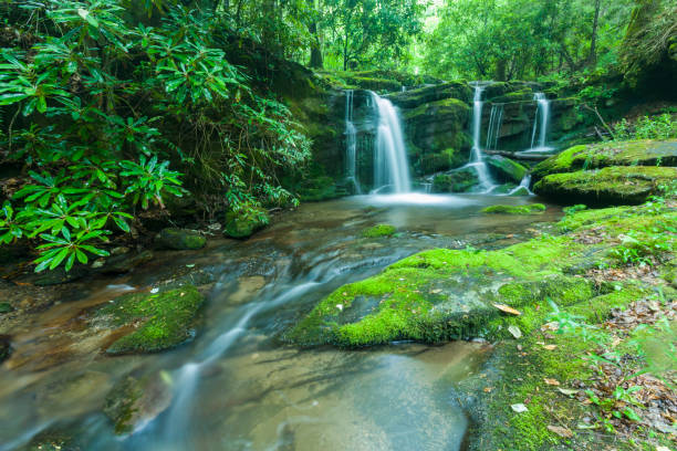 istock Stream & Waterfalls, Greenbrier, Great Smoky Mountains 831258656