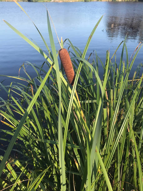 istock Lake outside the city 831260432