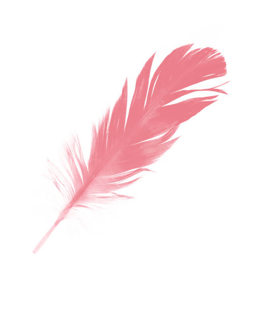 istock coral pink feather on white background 831260440