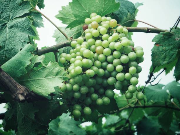 Grapes in vineyard
