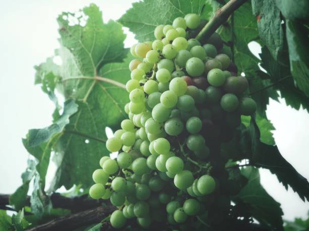 Grapes in vineyard