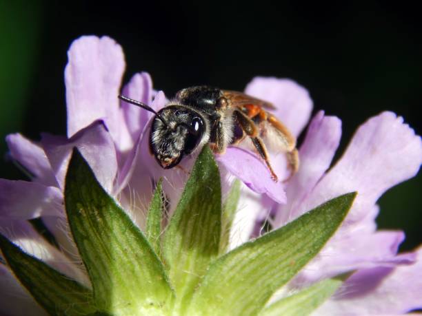 istock Wasp on flower meadow thistles 831269978