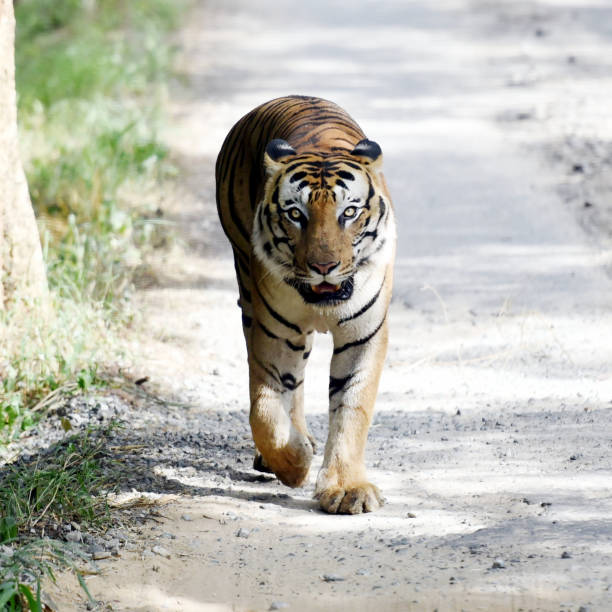 Tiger stock photo