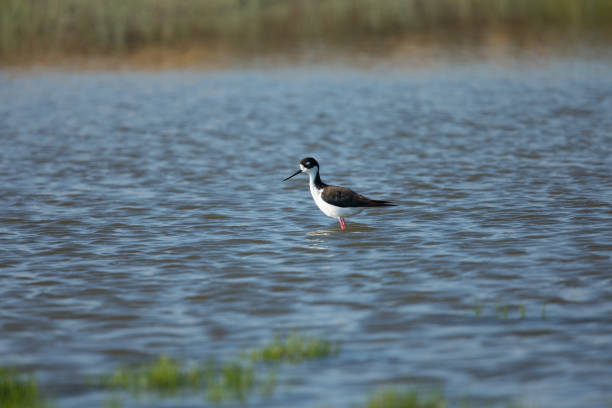 istock Isolated Black-necked stilt, seen in a North California marsh 831270346