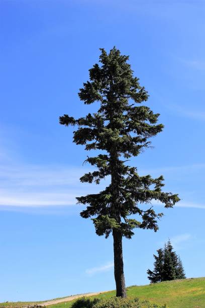 istock Pine tree like a Christmas tree on top of hill 831270608