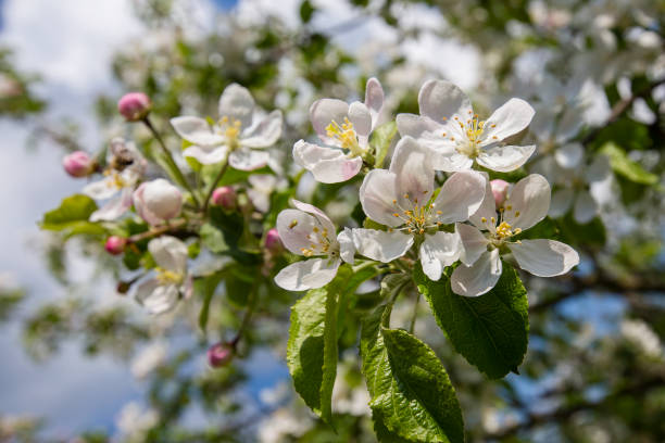 istock Branches of a blossoming apple tree against the blue sky 831277514