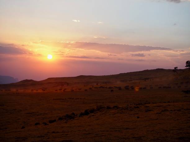 istock Local cattle at sunset in the Simien Mountains 831281238