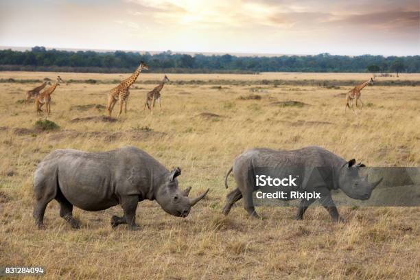 Photo libre de droit de Rhinocéros Noirs Et Girafes Dans Le Masai Mara banque d'images et plus d'images libres de droit de Rhinocéros noir - Rhinocéros noir, Afrique, Rhinocéros