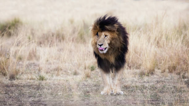istock Adult lion standing in red oat grass 831284118
