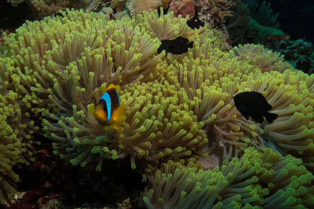 istock clown fish in the red sea 831290802