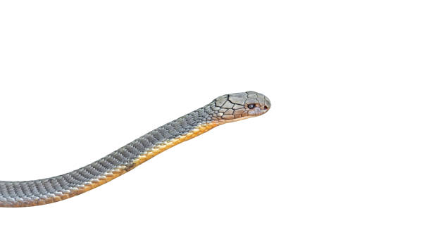 istock Closeup King Cobra on White Background, Clipping Path 831295400