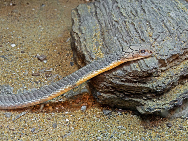 istock King Cobra on sand and stone Background 831295452