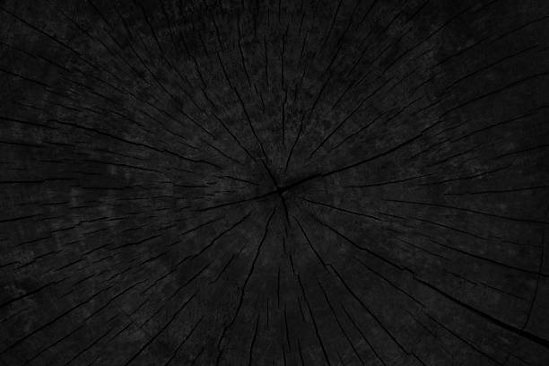 Burned wood texture of pruned tree