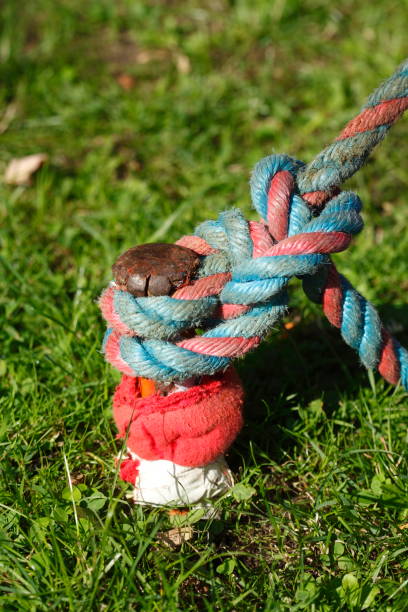 istock Knotted ship jam on a bollard in port 831296248