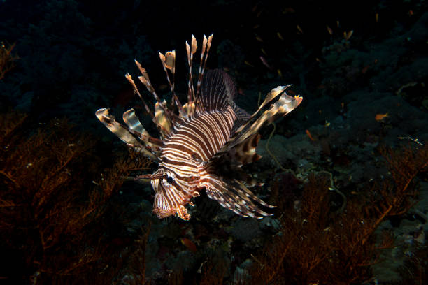 istock Lionfish in the red sea 831296336