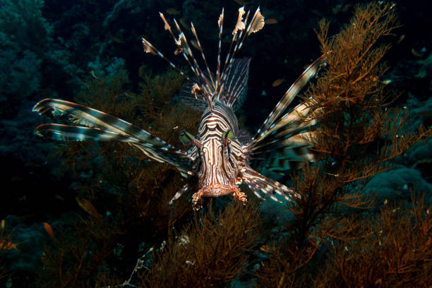 istock Lionfish in the red sea 831296402