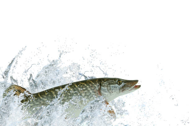 istock Pike fish jumping with splashing isolated on white background 831297406