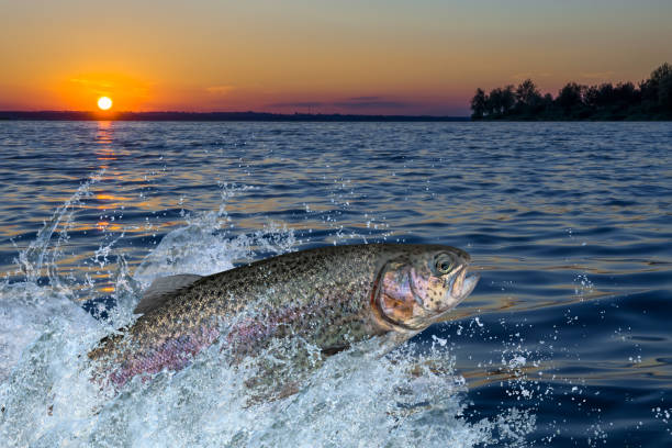 istock Trout fish jumping with splashing in water 831298448