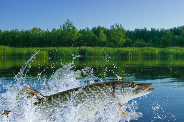 istock Pike fish jumping with splashing in water 831298466