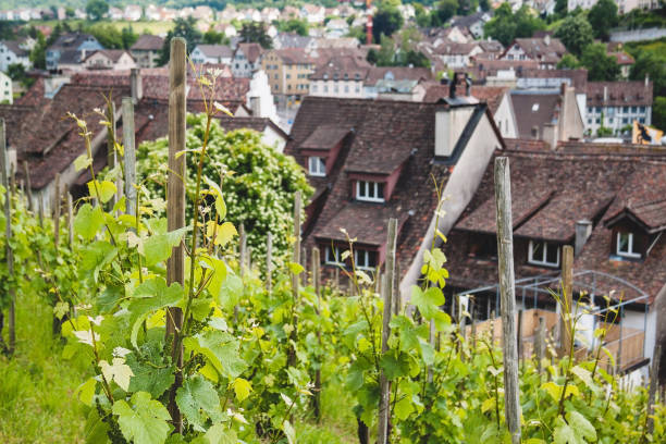 istock Grapes field in Schaffhausen 831299104