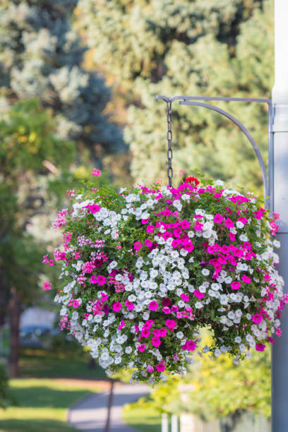 istock Large hanging basket with vibrant flowers 831299886