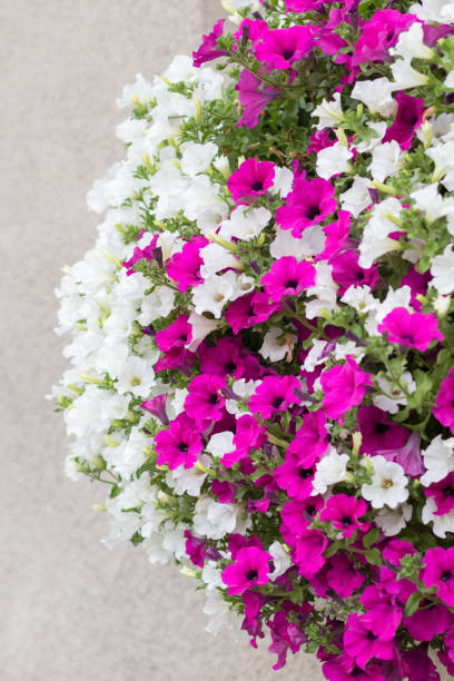 istock Pink and white surfinia flowers 831300332