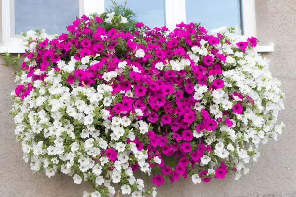 Wall mounted hanging basket with trailing vibrant white and pink surfinia flowers.